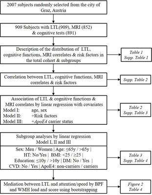 Leukocyte Telomere Length Is Related to Brain Parenchymal Fraction and Attention/Speed in the Elderly: Results of the Austrian Stroke Prevention Study